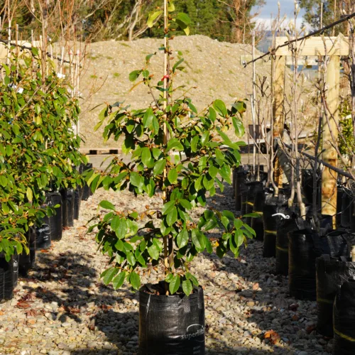 A young Michelia 'Fairy White' shrub with lush green leaves, potted in a black grow bag and displayed outdoors on a gravel surface.