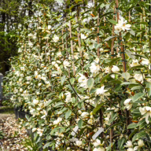Michelia 'Fairy Cream' plants in pots, staked and blooming with white flowers and green leaves.