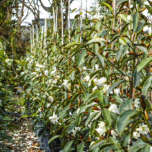 Row of potted Michelia 'Fairy White' plants with glossy green leaves and white, fragrant blossoms, ready for planting