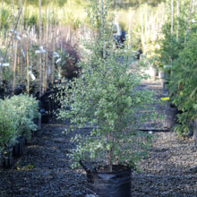 Pittosporum tenuifolium 'Silver Sheen' in a black pot. Young tree with small, rounded, silvery-green leaves and slender trunk, ready for planting.