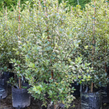 Pittosporum tenuifolium 'Stephens Island' in a black grow bag. Variegated green foliage with a slender, upright form. Supported by a bamboo stake.