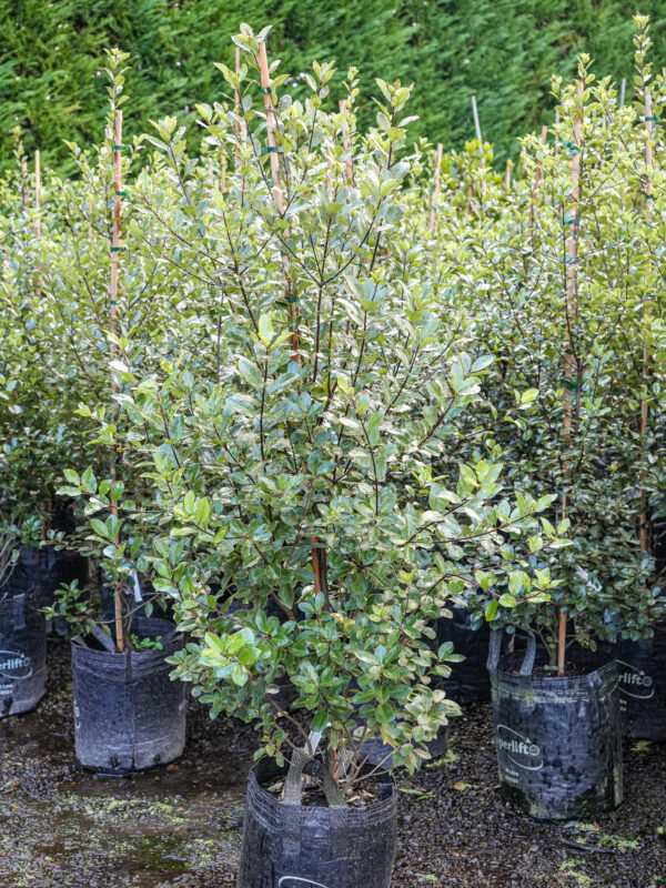 25L Pittosporum tenuifolium 'Stephens Island' (Kōhūhū) at Leafland Nursery in July 2025