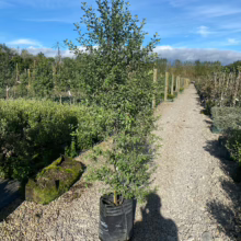 Pittosporum tenuifolium 'Wrinkle Blue' in a black pot. A tall, evergreen shrub with small, wavy-edged leaves, displayed in a garden setting.