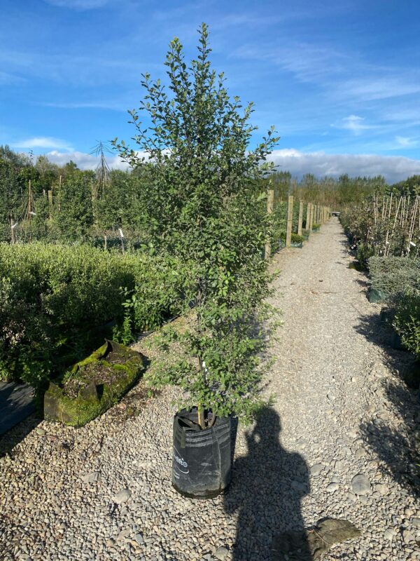 25L Pittosporum tenuifolium 'Wrinkle Blue' (Kōhūhū) April 2025 at Leafland.