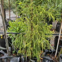 Young Dacrydium cupressinum tree in a black grow bag. A small evergreen conifer with drooping, needle-like foliage.