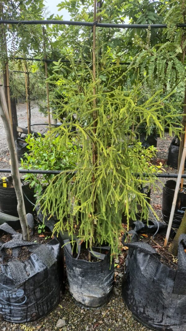 25L Dacrydium cupressinum (Rimu) April 25 at Leafland