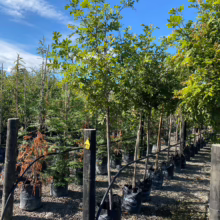 Young Alectryon excelsus (Titoki) trees in black pots, lined up at a plant nursery, ready for planting