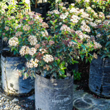 Viburnum tinus 'Eve Price' shrubs in black pots, showcasing clusters of white flowers and pink buds amidst dark green foliage