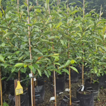 Michelia 'Lemon Fragrant' saplings in black pots, supported by bamboo stakes. Young trees with lush green leaves ready for planting.