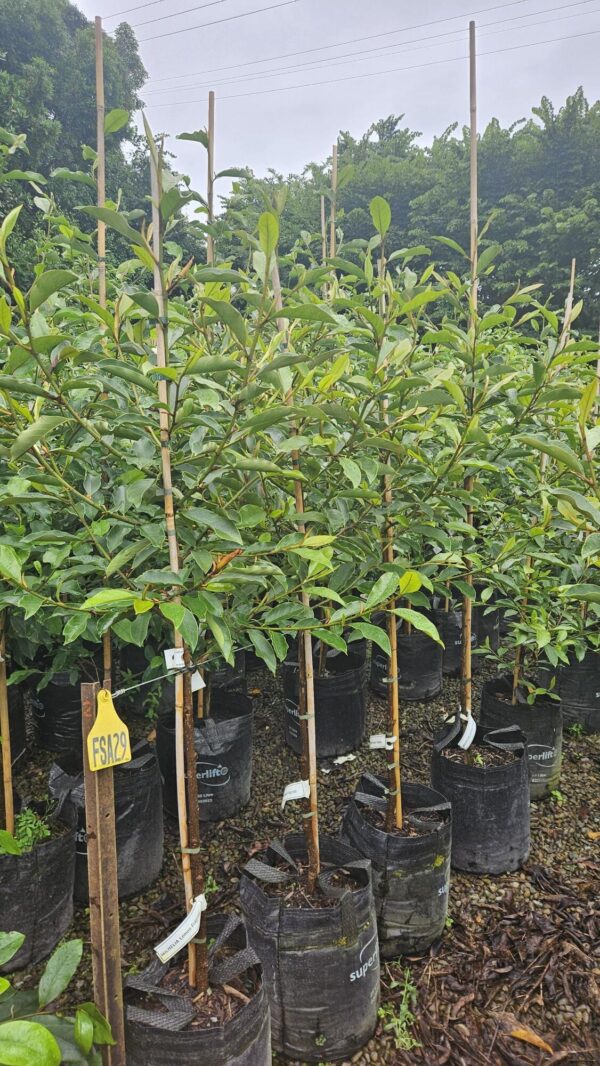 Michelia 'Lemon Fragrant' - Image 2