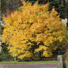 Acer palmatum 'Senkaki' tree with vibrant golden-yellow autumn foliage, a stunning focal point in any garden