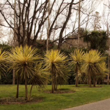 Cordyline australis 'Albertii' plants with striking yellow and green foliage, arranged in a park setting with bare trees