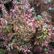 Pseudowintera colorata shrub with colorful foliage: green, pink, and red leaves create a vibrant display in the garden