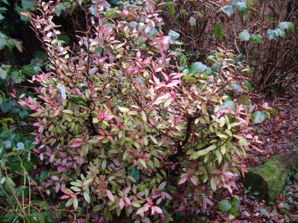 Pseudowintera colorata (Horopito) in bush.