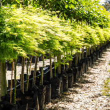 Row of Acer palmatum var. dissectum 'Emerald Lace' trees in black grow bags, showcasing their delicate, lacy green foliage.