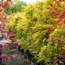 Potted Acer palmatum 'Katsura' Japanese Maple trees, displaying vibrant red and yellow foliage at a garden center.