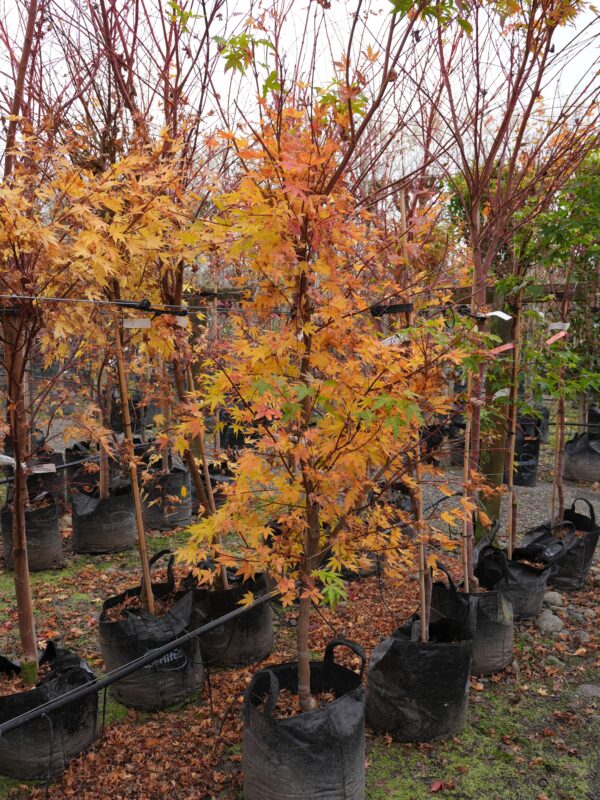 <i>Acer palmatum</i> 'Senkaki' - Image 8
