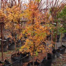 Acer palmatum 'Senkaki' tree with vibrant golden-orange fall foliage, potted in a black grow bag. Nursery setting.