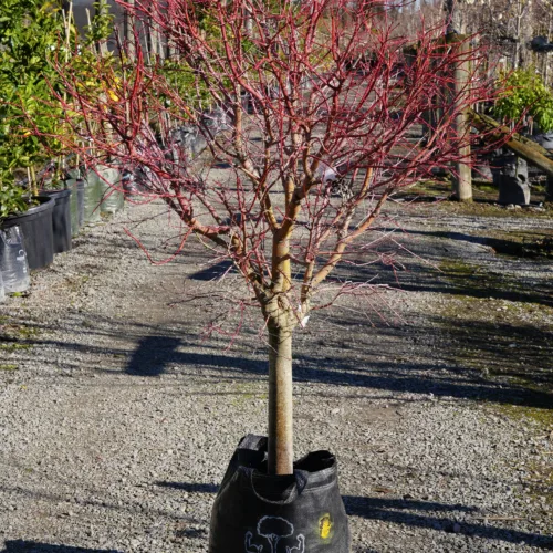 Acer palmatum 'Fjellheim' Japanese maple tree with vibrant red stems, planted in a black 35L grow bag in a nursery setting.