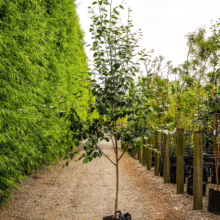 Betula utilis 'Dazzler' sapling in a black pot. Young tree with green leaves, ready for planting.