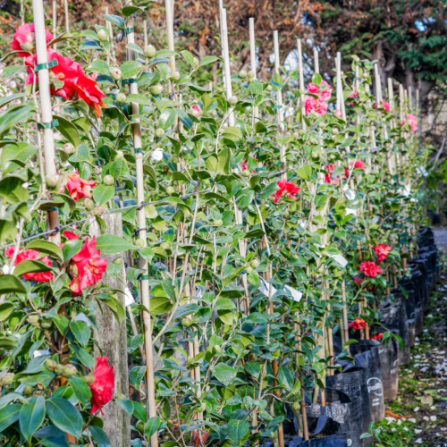 Row of camellia plants with vibrant red blooms and lush green foliage, neatly arranged in black nursery bags with bamboo stakes.