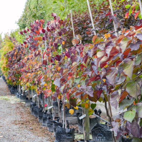 Cercis canadensis 'Ruby Falls' saplings in black pots, showcasing vibrant red, orange, and green foliage along a nursery row.