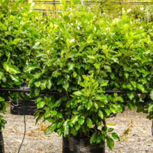 Griselinia littoralis 'Broadway Mint' in black pot. Lush green foliage, dense shrub, ideal for hedging and screening.