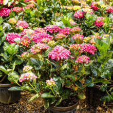 Hydrangea macrophylla ‘Bloody Marvellous’ in a pot, showcasing vibrant pink blooms amidst lush green foliage, perfect for garden decor