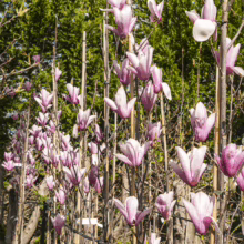 Magnolia 'Heaven Scent' trees blooming with soft pink, tulip-shaped flowers; slender trees supported by bamboo stakes
