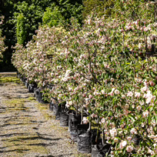 Malus ioensis ‘Plena’ trees in black pots, lined up at a plant nursery, covered in delicate pale pink and white blossoms.