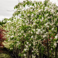Row of potted Malus 'Red Jade' trees bursting with white blossoms and green leaves, showcasing its weeping form