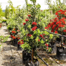 Metrosideros excelsa 'Lighthouse' tree in a black pot, showcasing vibrant red flowers and lush green foliage
