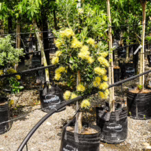 Metrosideros excelsa ‘Aurea’ in a Superlift pot: A vibrant tree with bright yellow flowers and lush green leaves, ready to brighten your garden