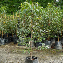 Michelia 'Lemon Fragrant' tree in a black Superlift bag. A young tree with glossy green leaves, ready for planting. Nursery setting.