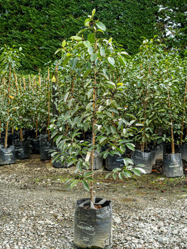 <i>Michelia</i> 'Lemon Fragrant' - Image 6