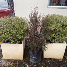 Pittosporum tenuifolium 'Small Ball' shrubs in square planters, flanking a slender tree with pink flowers, showcasing garden design ideas