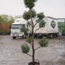 Podocarpus totara 'Matapouri Blue' tree: a unique, pruned specimen with rounded foliage. Ready for planting in your garden.