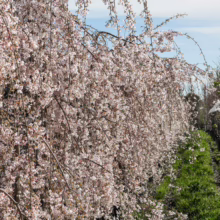Prunus x subhirtella 'Falling Snow' in full bloom, cascading branches covered in delicate pink-tinged white flowers, creating a stunning weeping form