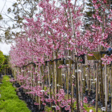 Row of Prunus x incam 'Okame' trees in full pink bloom, saplings in black pots, supported by stakes in a nursery setting