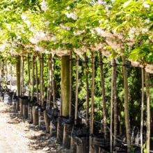 Rows of Prunus serrulata 'Shimidsu-sakura' trees in black grow bags, showcasing their delicate white blossoms and slender trunks in a garden setting.