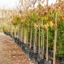 Prunus serrulata 'Shimidsu-sakura' saplings in black grow bags, ready for planting. Autumn foliage in shades of green, yellow, and red.