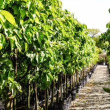 Rows of potted Quince 'Smyrna' trees with vibrant green leaves, ready for planting in your garden.
