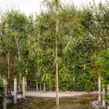 Sophora godleyi 'Goldie's Mantle' tree in a pot. Young tree has green leaves and is staked for support.