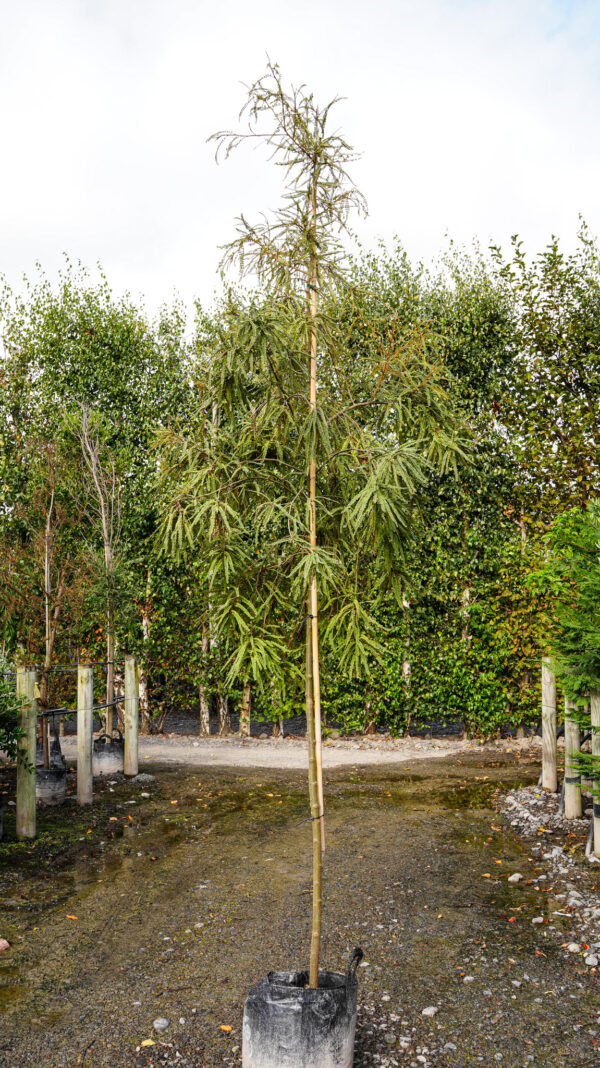 35L Sophora godleyi 'Goldie’s Mantle' (Rangitīkei Kowhai) in February 2025 at Leafland.