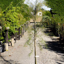 Sophora microphylla tree in a black pot at a garden center. A young kowhai ready for planting.