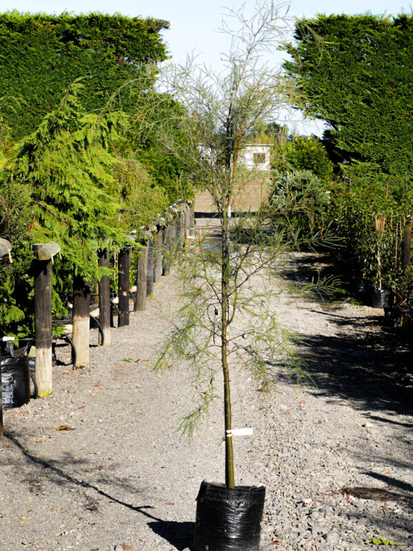 <i>Sophora microphylla</i> - Image 3