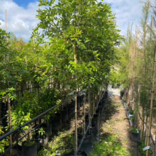 Lush Alectryon excelsus, also known as Titoki, in black pot at the nursery—vibrant green foliage, ready for planting.