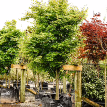 Acer palmatum trees in black pots, supported by wooden posts. Green and red foliage variations visible.