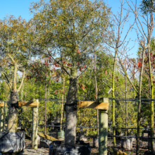 Brachychiton rupestris trees in nursery pots, supported by wood, showing their bottle-shaped trunks and sparse leaves.