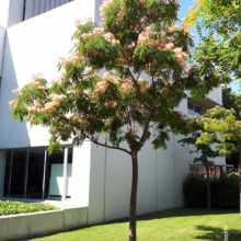Albizia julibrissin 'Rosea' tree with pink, fluffy flowers and feathery green leaves, standing on a sunny lawn near a modern white building.